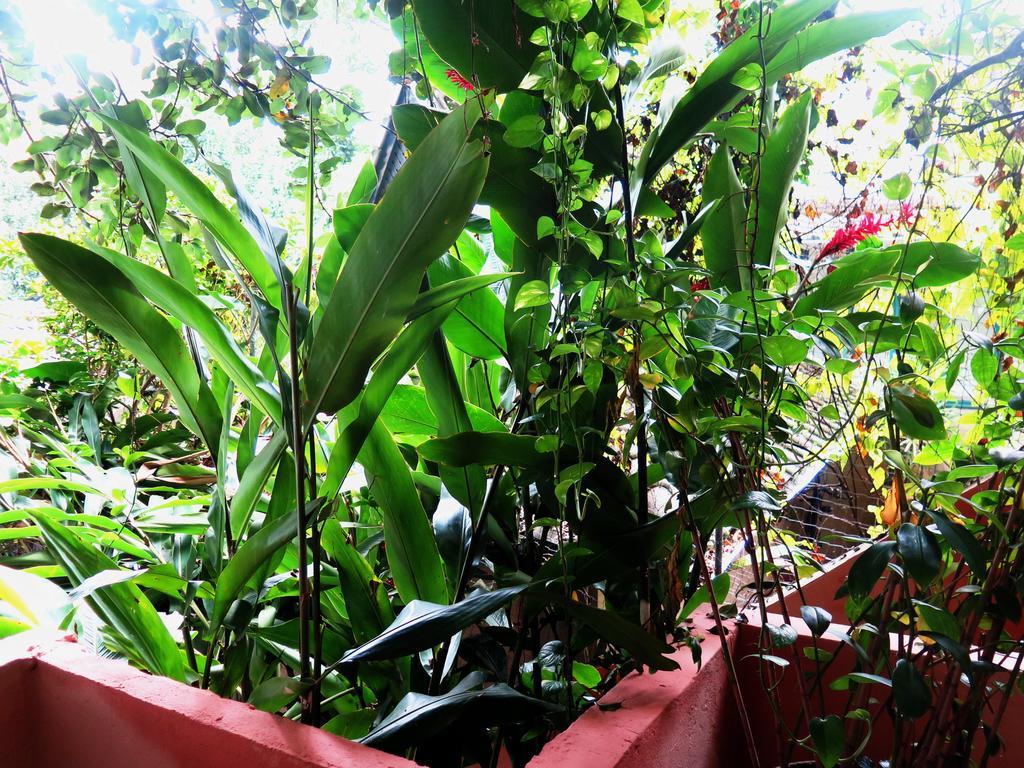 Para Ti Guesthouse ริโอเดจาเนโร ภายนอก รูปภาพ