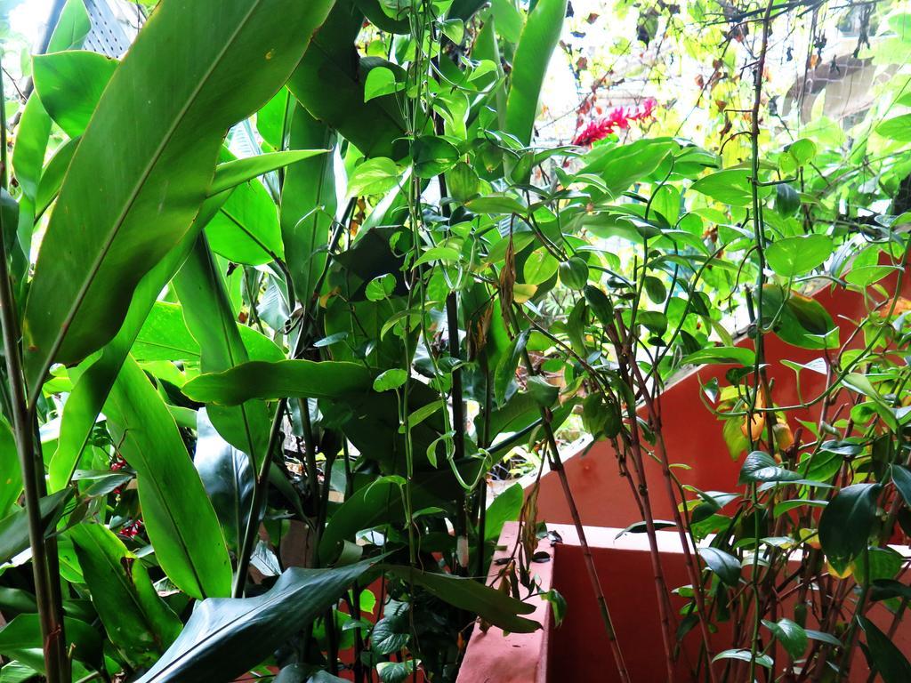 Para Ti Guesthouse ริโอเดจาเนโร ภายนอก รูปภาพ